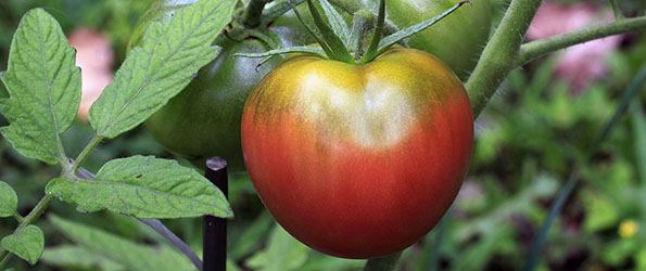 Heirloom Tomato