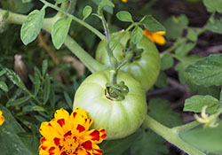 Green Tomatoes with Marigold
