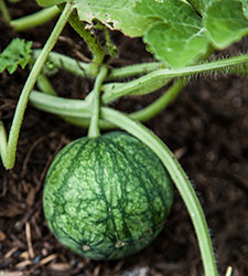 Melon Plant