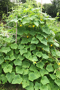 Summer Cucumber Plant